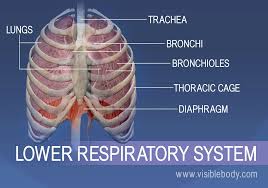 An organ is a collection of tissues that have a specific role to play in the human body. Lower Respiratory System Respiratory Anatomy