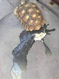 【陸龜】陸龜的常見生病症狀(結石) 烏龜便秘 陸龜便秘 蛋花 【陸龜】陸龜的常見生病症狀(結石) 烏龜便秘 陸龜便秘 蛋花