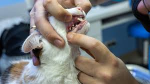 cat tooth abscess petmd