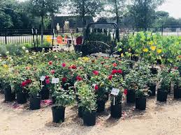 ennis tx roses care and tips