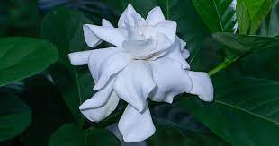 How To Grow And Care For Gardenias