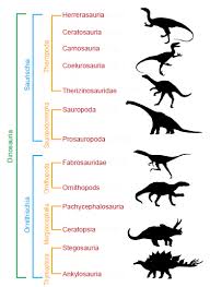 Determining Average Dinosaur Size Using The Most Recent