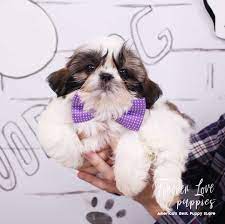 Top 7 tips on how to 954puppies Com Affordable Financing Available Florida S Largest Puppy Store Open 11am 9pm 365 Days A Year 2 Locations Miami Pembroke