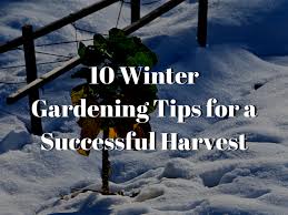 10 Winter Gardening Tips For A