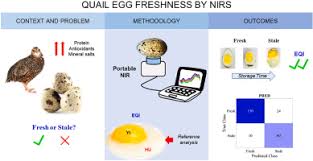 fast estimation of quail eggs