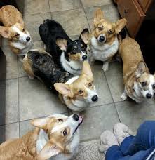 I am a small breeder located in southern oregon & deliver to redding,ca mthly for a fee. Dorsey S Corgis