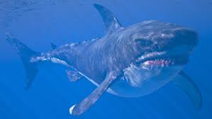 50 foot great white shark
