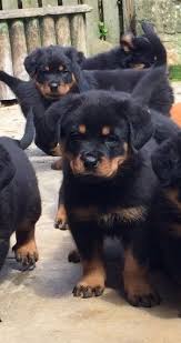 We have rottweiler stud service to approved females of merit. Rottweiler Puppies For Sale Saint Paul Mn 200750