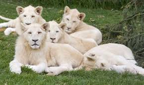 white lion information about white