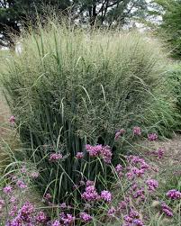 Decorative grasses are great for adding a vertical dimension to if your patch of grass is fairly small in diameter, a foot or less, you can probably do the whole thing in. 8 Stunning Ornamental Grasses Hgtv