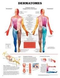 Amazon Com Dss Anatomical Charts Dermatomes Chart Health