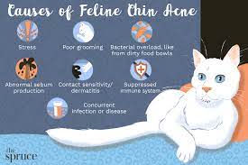 Reducing stress levels can reduce the amount of acne. How To Treat Chin Acne In Cats