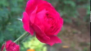 Free roses stock video footage licensed under creative commons, open source, and more! Beautiful Rose Flowers Hd Loop Free Download Youtube
