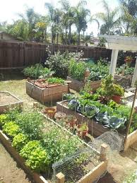 vegetable garden design plants