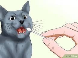 They are devoted to and affectionate with their loved ones. How To Identify A Russian Blue 12 Steps With Pictures Wikihow