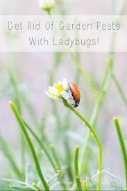garden pests with ladybugs