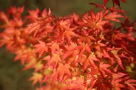 The flowering plant in question prefers a slightly acidic to neutral ph level even though proper drainage and lighting let it survive in a variety of soils, including heavy clay. Plant Profile Acer Palmatum