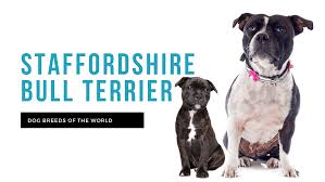 staffordshire bull terrier pet hero