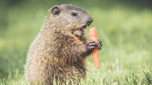 keep groundhogs out of your garden