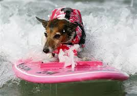 surf s up dog