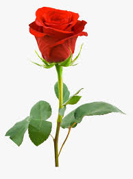 single red rose hd hd png