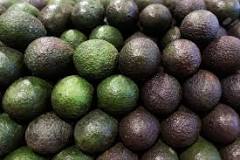 do-avocado-trees-need-a-lot-of-water