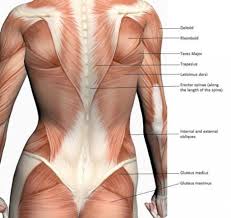 Women Back Muscles Diagram Lower Back Exercises Back