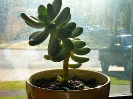 However, some succulents are toxic to pets and children. Succulent House Plant Identification Idioticfashion