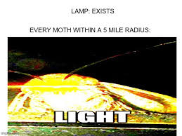 image ged in moth deep fried flip