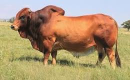 Image result for How Much Does Bull Sperm Cost In South Africa