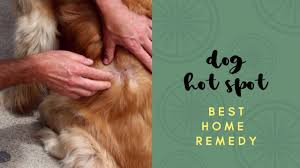 best dog hot spot home remedy you