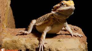 Funny Bearded Dragon Wallpapers ...