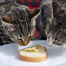 Dürfen Katzen Butter essen?