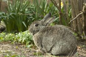 how to keep rabbits out of the garden