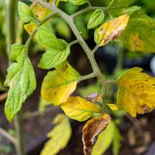 tomato leaves turning yellow here s