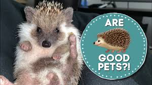 Hedgehogs are generally shy animals. Do Hedgehogs Make Good Pets Youtube
