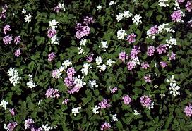 lavender flowering forms blooms spring