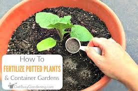 how to fertilize outdoor potted plants