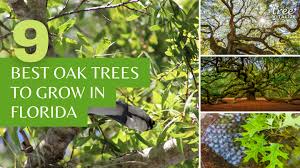 16 common types of oak trees in florida