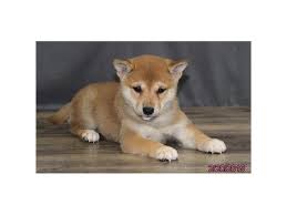 The exact interpretation of 'shiba', is less clear. Visit Our Shiba Inu Puppies For Sale Near Waukesha Wisconsin