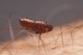 Image result for pictures of Biting Fleas and Mosquito