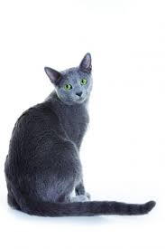 Maybe you would like to learn more about one of these? Russian Blue Cat Breed Profile Petfinder