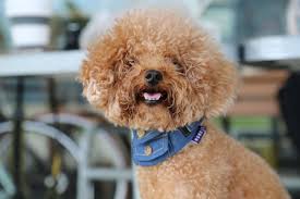toy poodle dog breed facts and