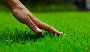 Rumput teki adalah salah satu tumbuhan yang lebih dikenal sebagai gulma karena keberadaannya sering mengganggu pertumbuhan tanaman lain. Artikel Macam Macam Rumput Liar Dan Rumput Hias