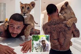 + body measurements & other facts. Memphis Depay Channels His Inner Tiger King As Lyon Star Poses With Liger And Shows Off Big Cat Tattoo