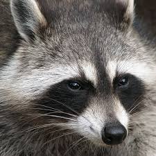 How to get rid of raccoons under the house or shed. How To Get Rid Of Raccoons For Good Dengarden
