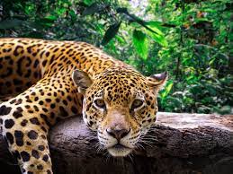 » an index of jaguars. Why Jaguars Are Under Siege