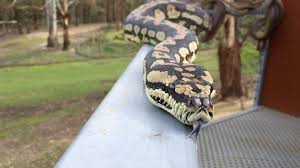 jungle carpet python abc iview