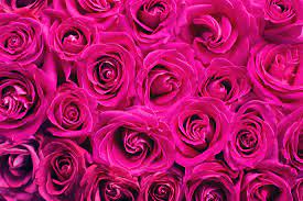 pink wedding flowers royalty free stock