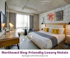 the best luxury pet friendly hotels in